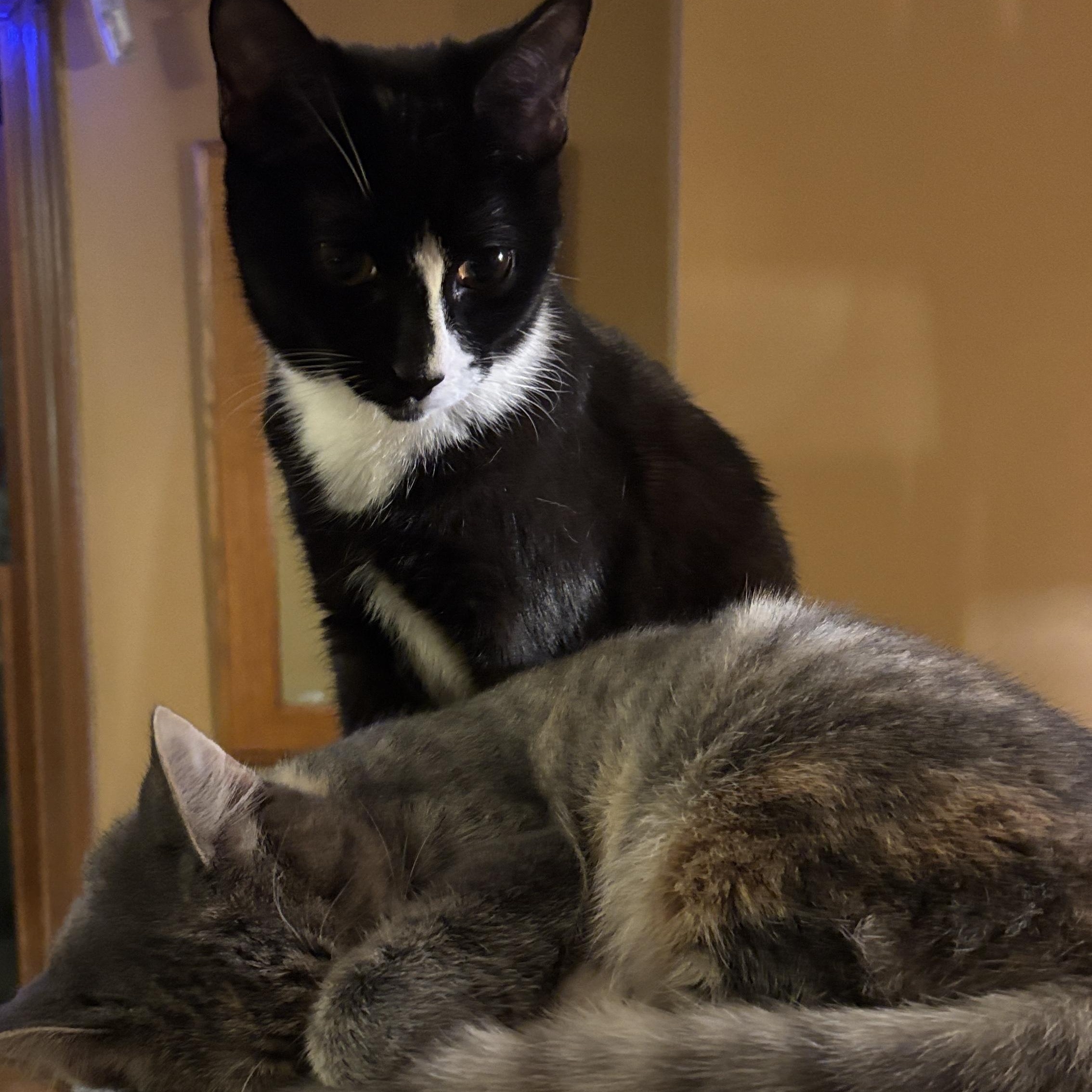 Brassi And Spice thumbnail 3