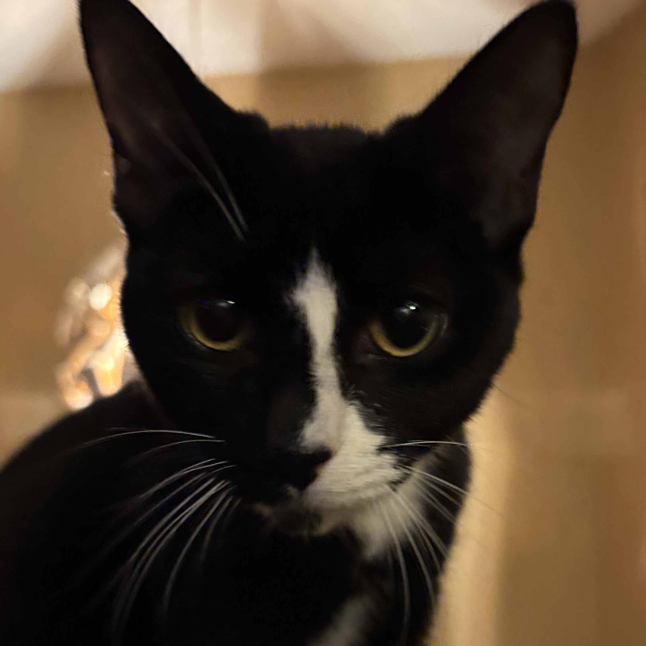 Brassi And Spice thumbnail 4