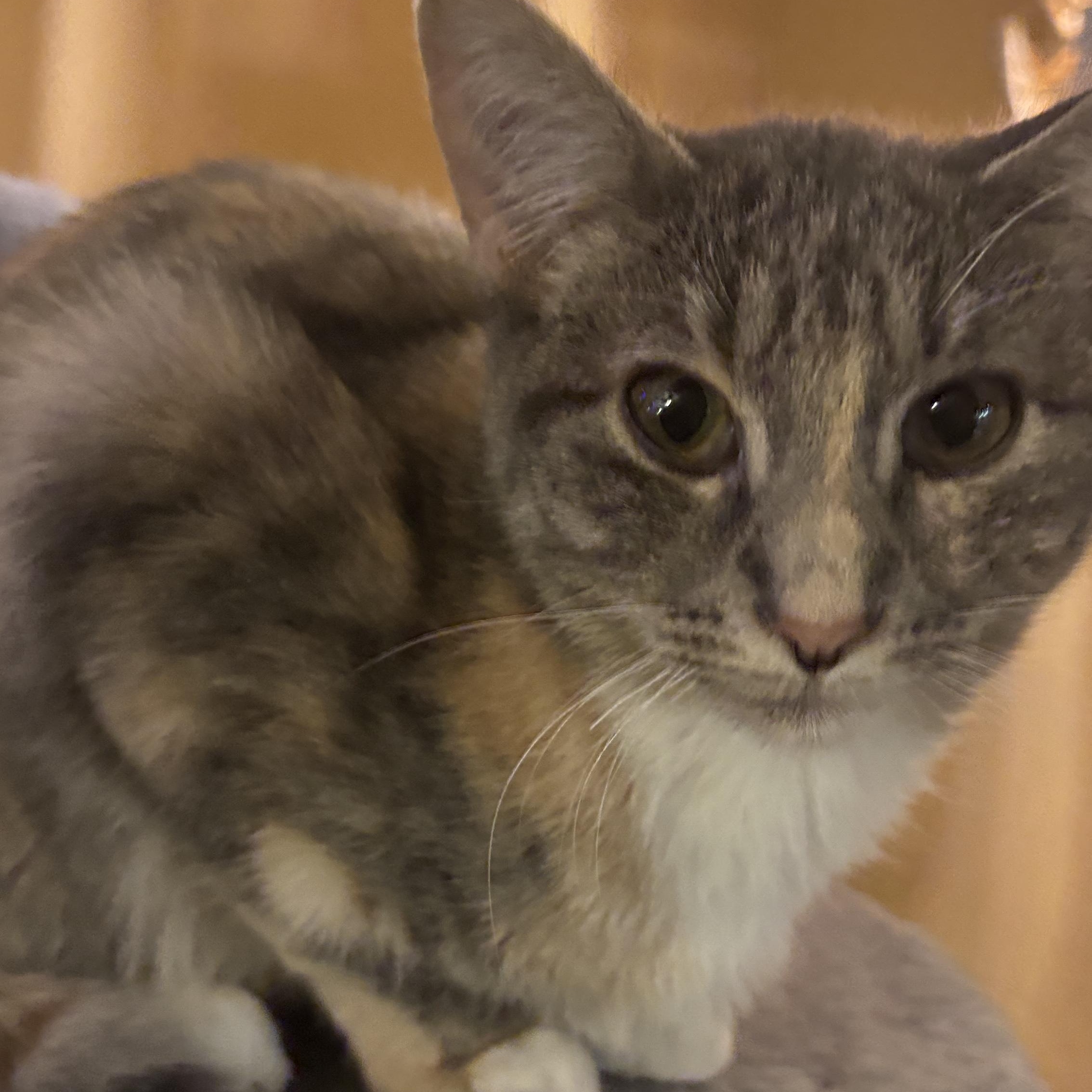 Brassi And Spice thumbnail 5