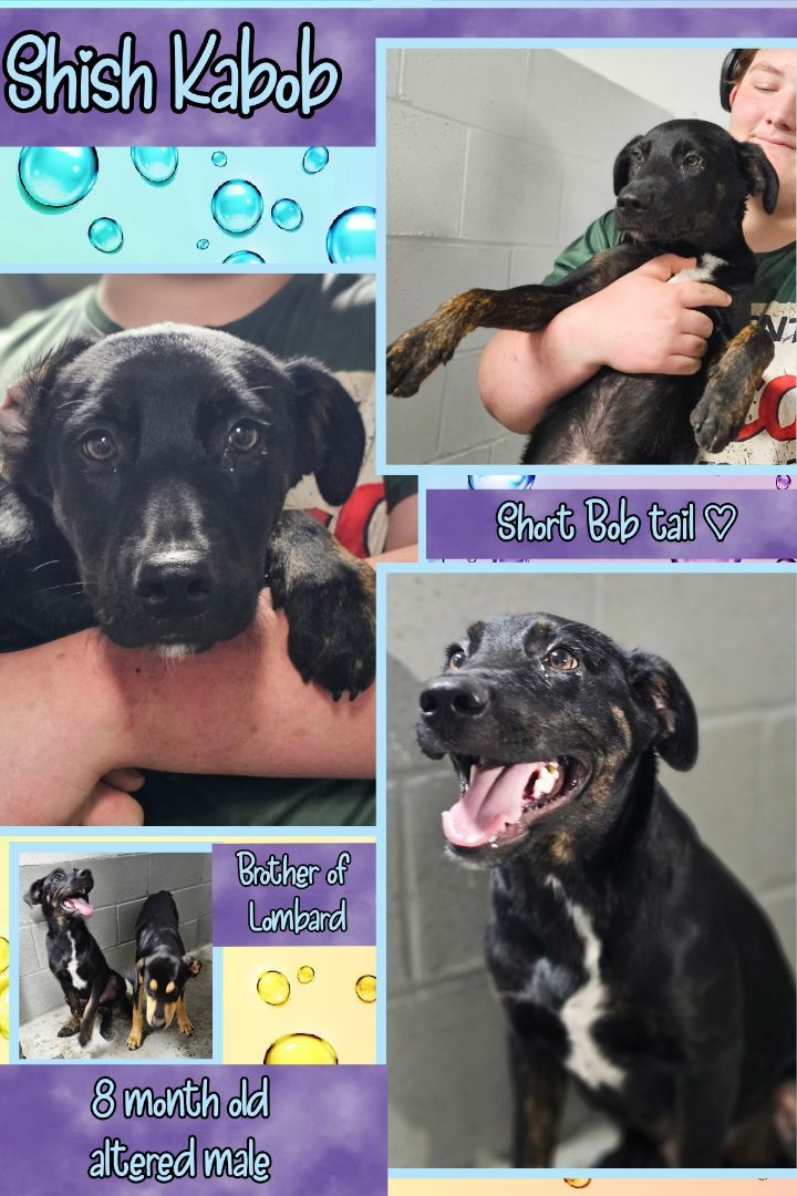 Shish kabob, Adoptable, Young Male Doberman Pinscher & Hound.