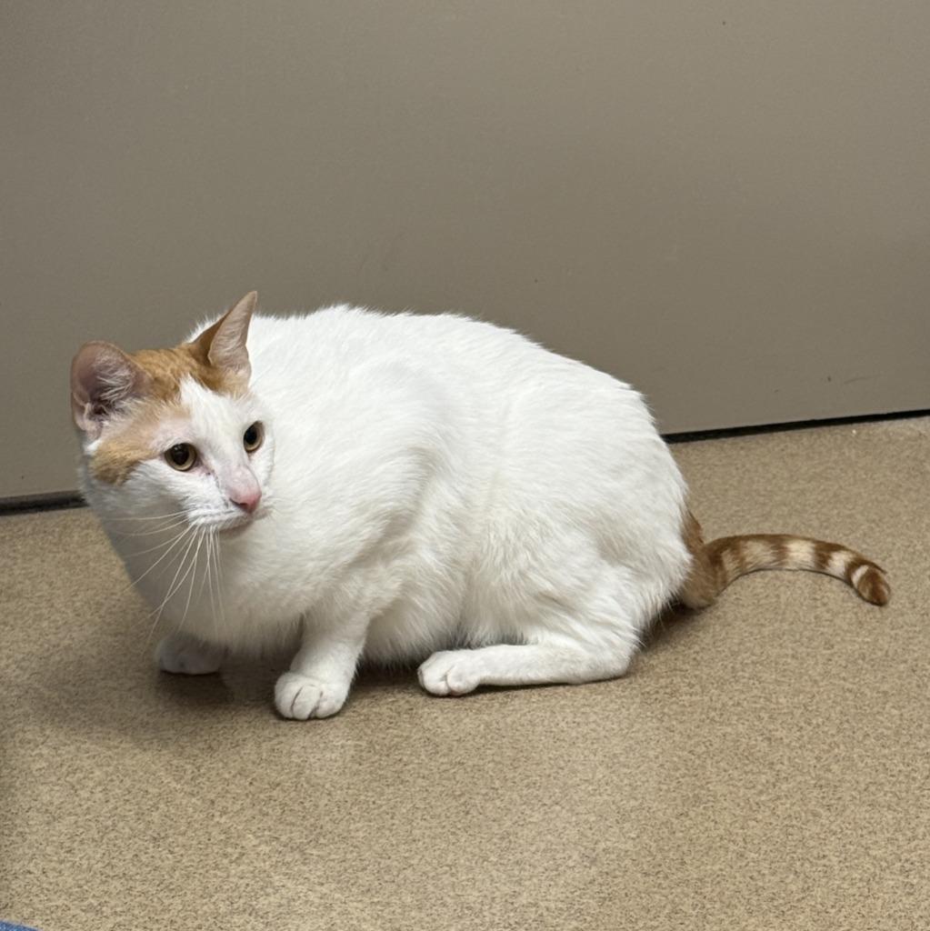 Mango Bango, a Adoptable mixed breed in Brenham, TX image 2/6