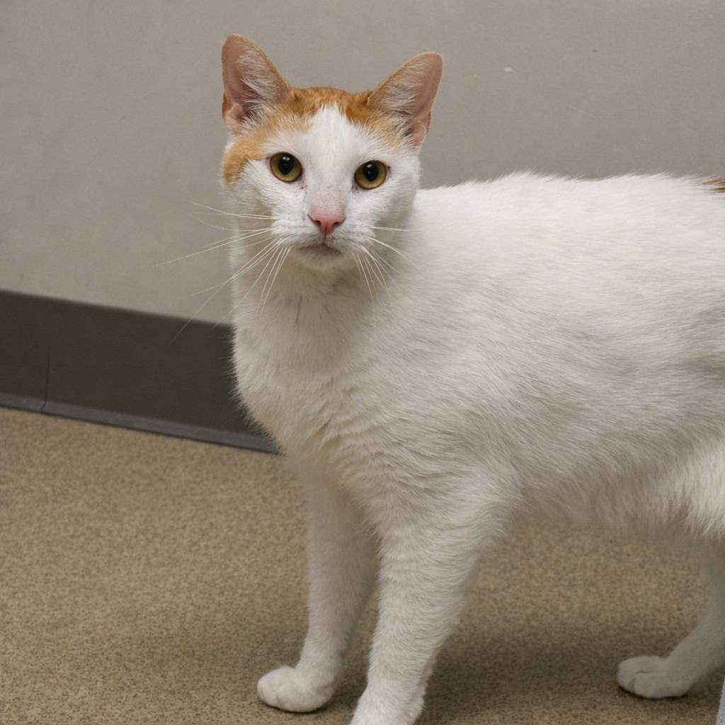 Mango Bango, a Adoptable mixed breed in Brenham, TX image 3/6