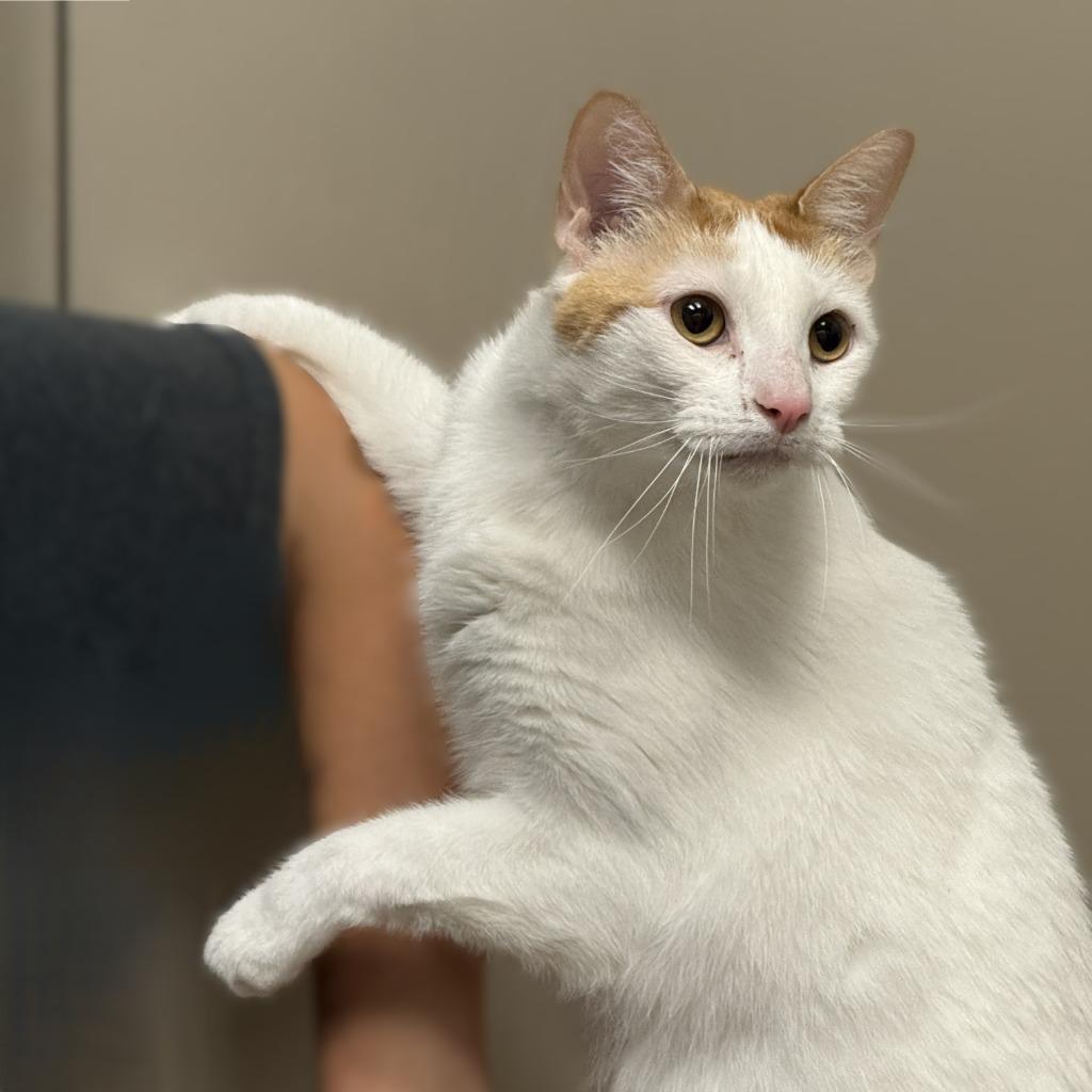 Mango Bango, a Adoptable mixed breed in Brenham, TX image 4/6