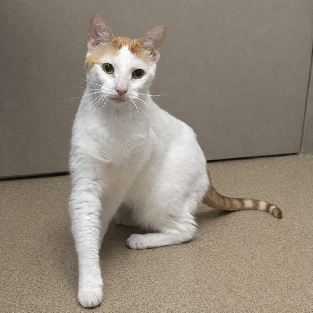 Mango Bango, a Adoptable mixed breed in Brenham, TX image 5/6
