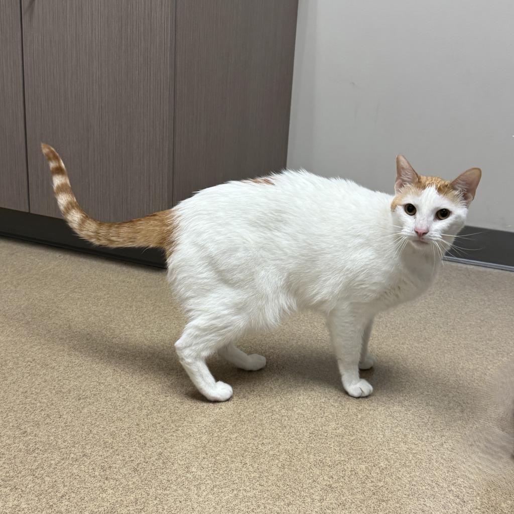 Mango Bango, a Adoptable mixed breed in Brenham, TX image 6/6