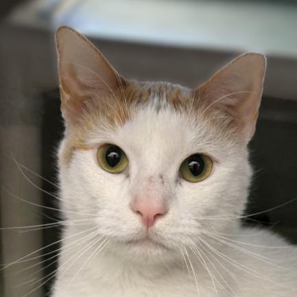 Mango Bango, Adoptable, Adult Female Domestic Short Hair.