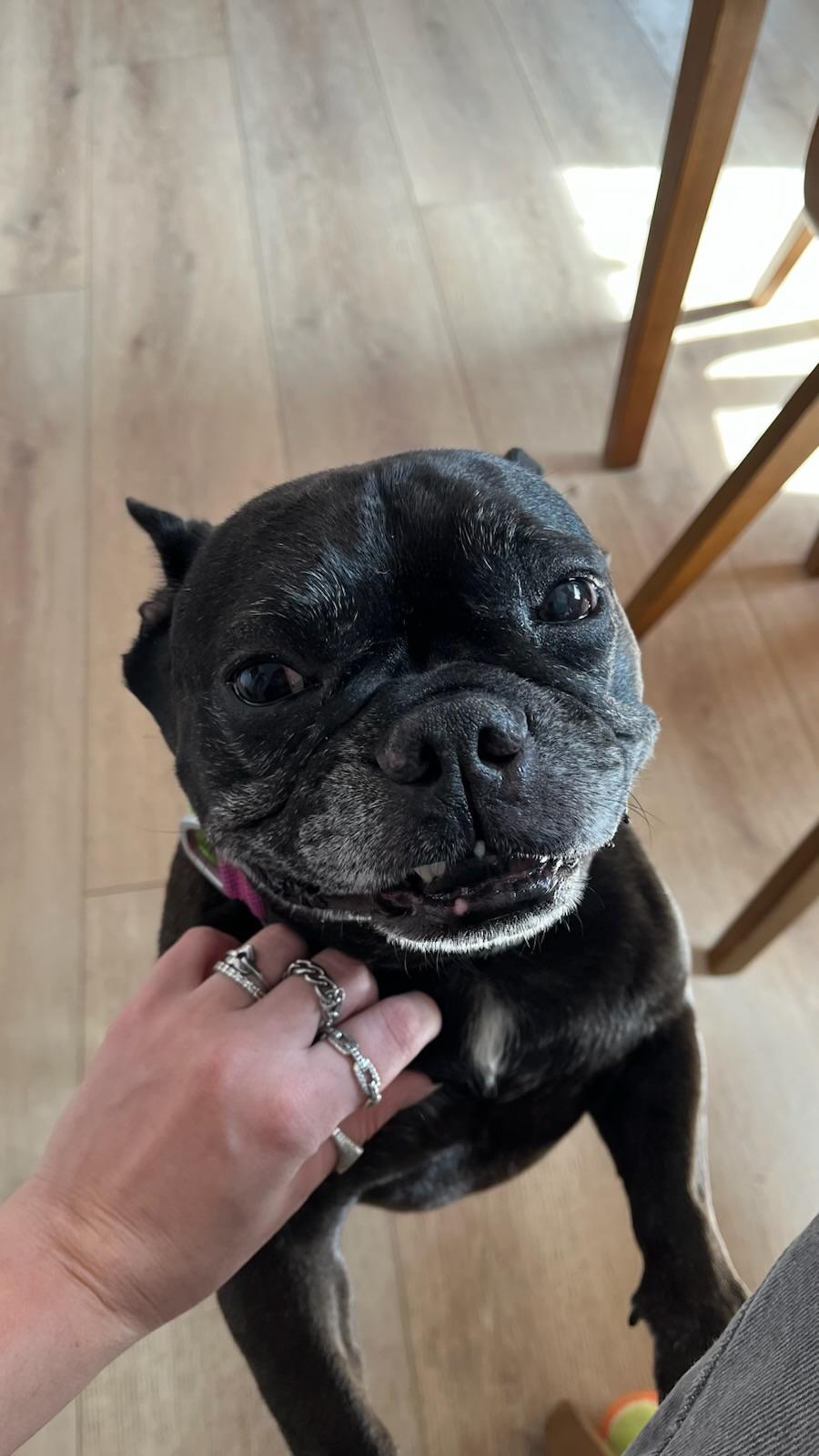 Enlarge Luna, a Adoptable French Bulldog in Manhattan beach , CA image 3/6