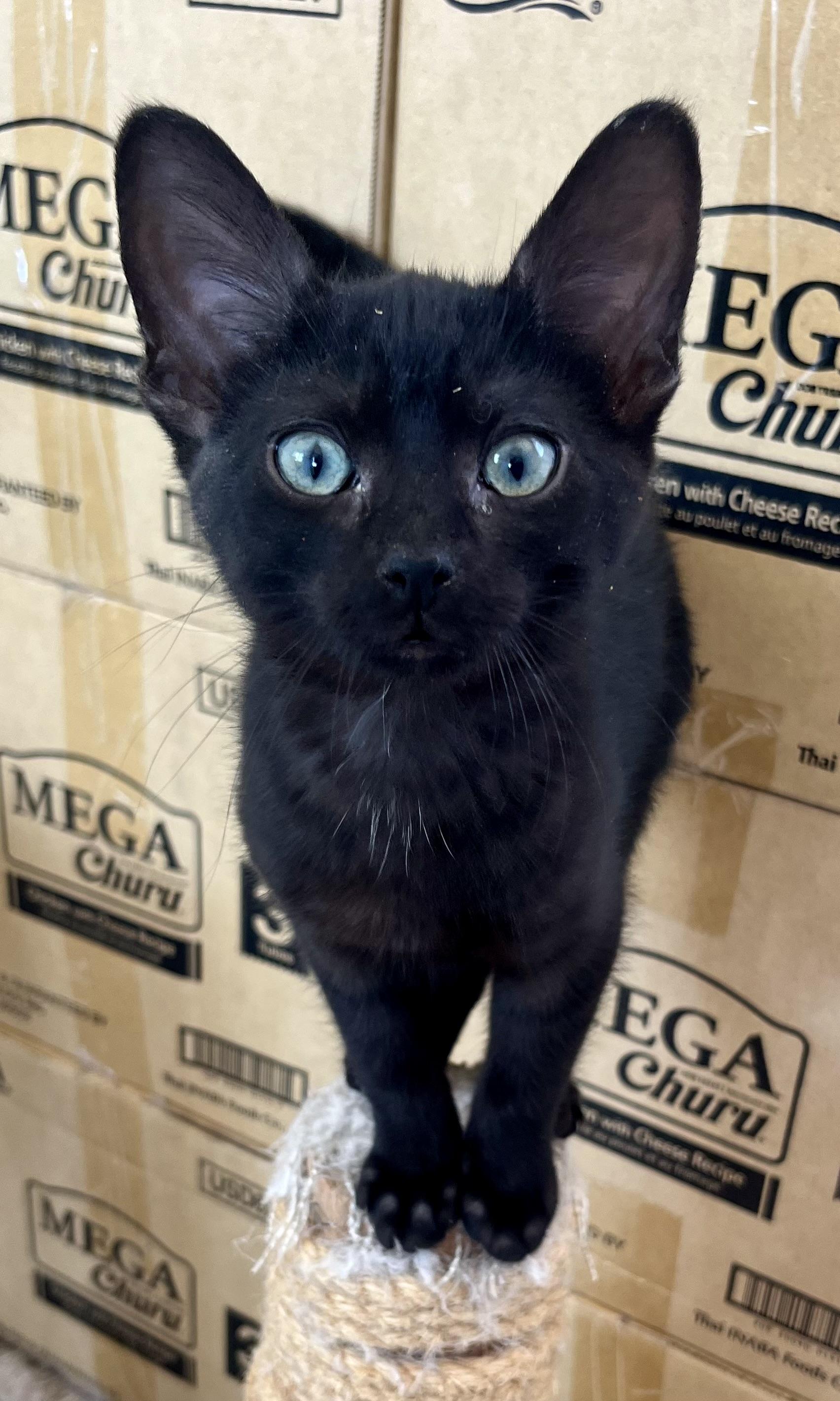 Silky, Baby Male Domestic Short Hair