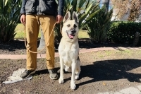 Max, Adult Male unknown