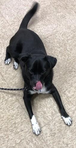 Bobbie, ADOPTABLE, Adult Male Mixed Breed.