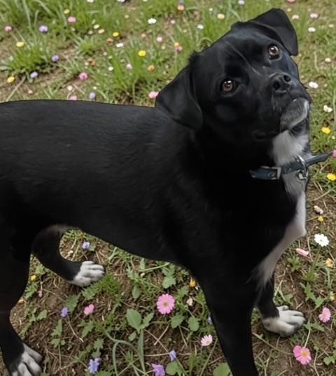 Bobbie, ADOPTABLE, Adult Male Mixed Breed.