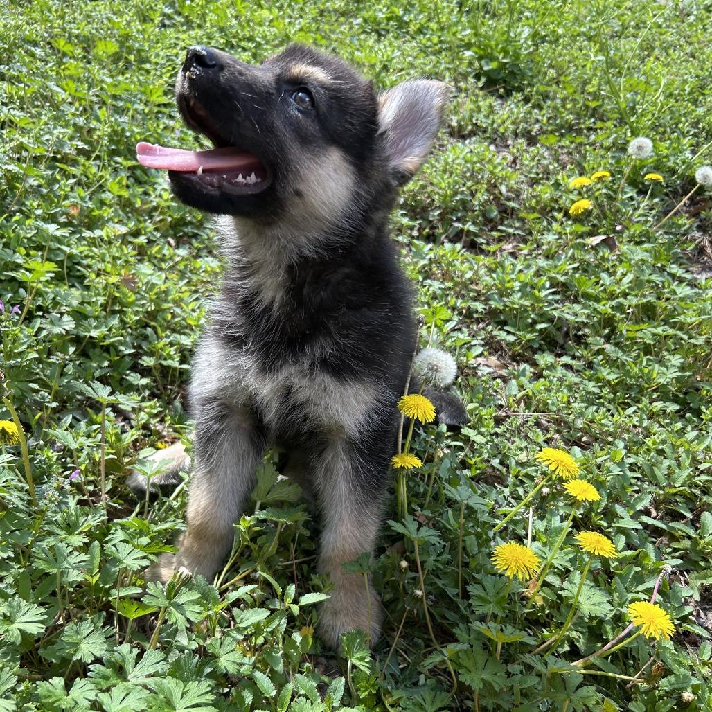 Enlarge Bear Cub, a ADOPTABLE mixed breed in Wilmington, NC image 2/4
