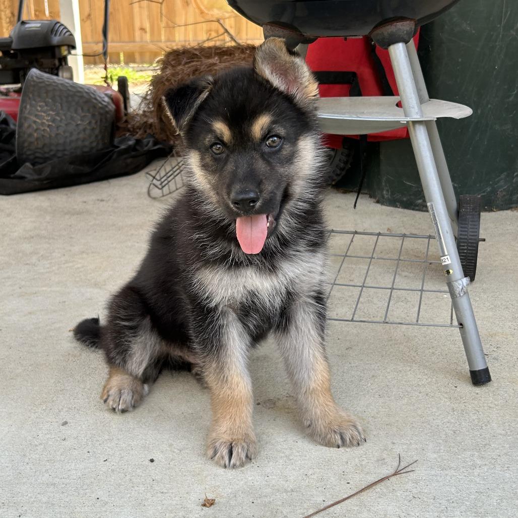 Bear Cub, ADOPTABLE, Puppy Male Shepherd.