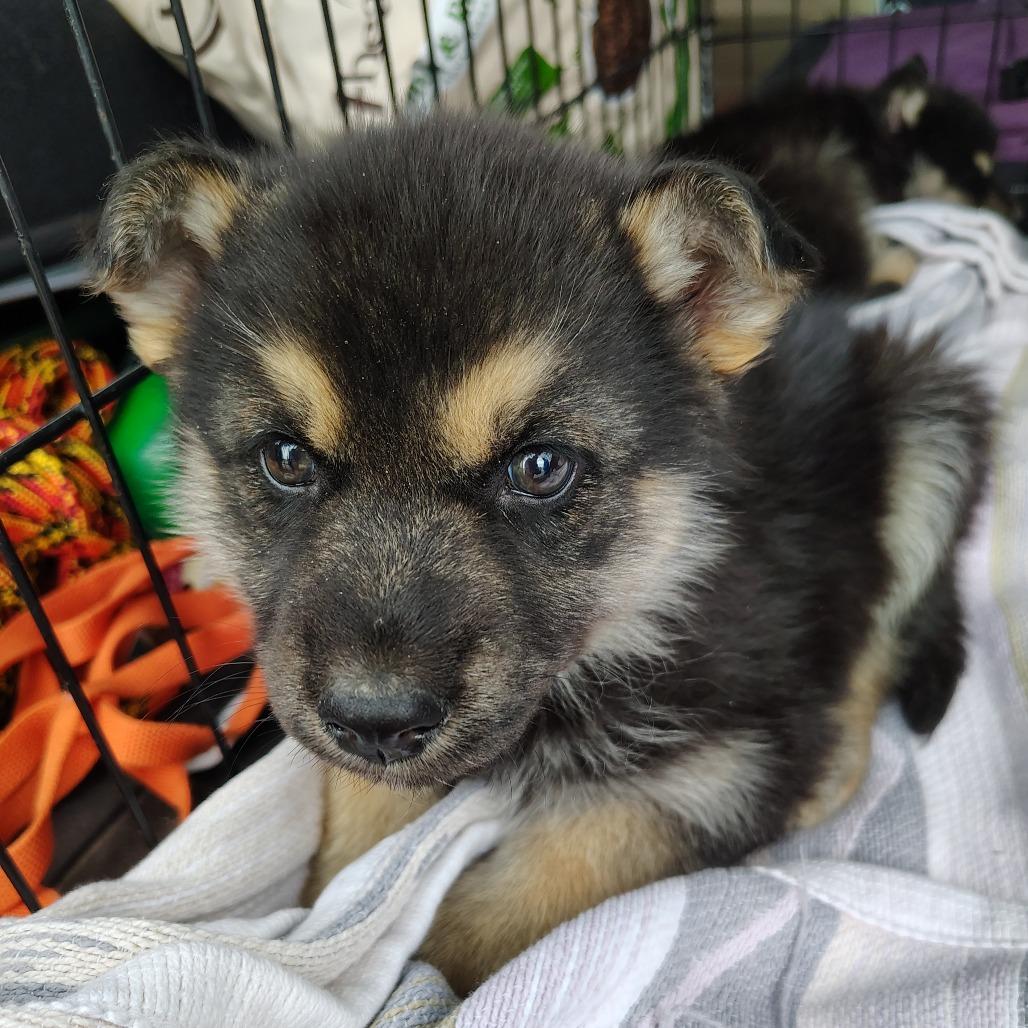 Enlarge Bear Cub, a ADOPTABLE mixed breed in Wilmington, NC image 4/4