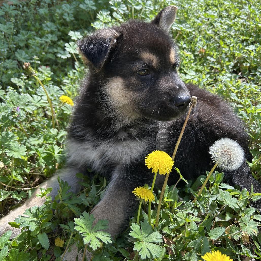 Enlarge Bear Cub, a ADOPTABLE mixed breed in Wilmington, NC image 3/4