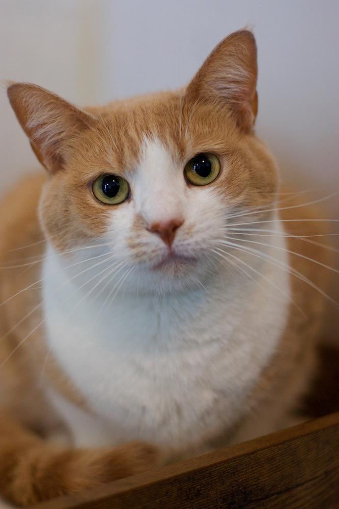 Gordita, Adoptable, Adult Female Domestic Short Hair.