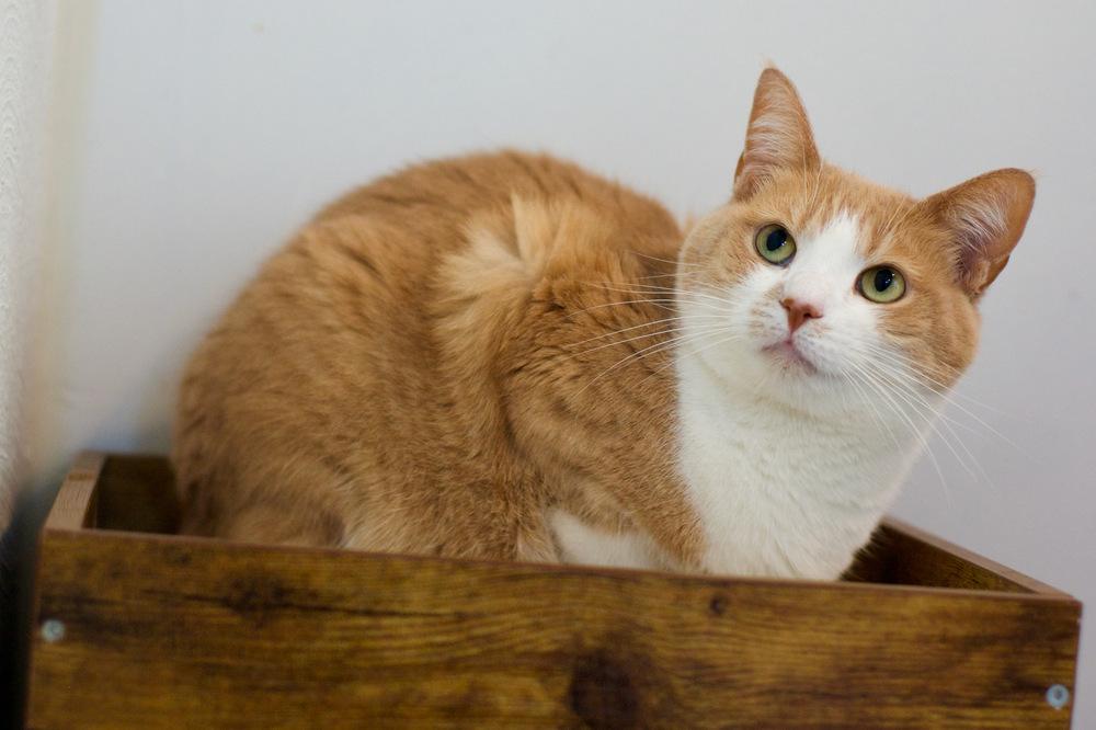Enlarge Gordita, a Adoptable Domestic Short Hair in Ferndale, MI image 2/5