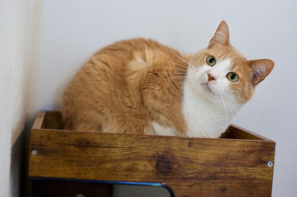 Enlarge Gordita, a Adoptable Domestic Short Hair in Ferndale, MI image 3/5