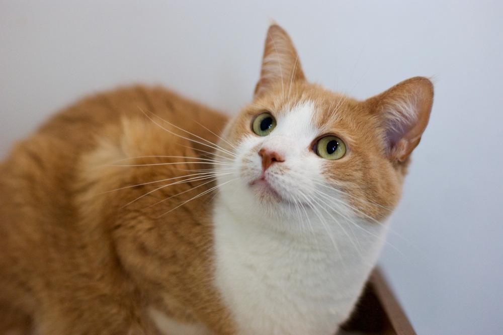 Enlarge Gordita, a Adoptable Domestic Short Hair in Ferndale, MI image 4/5