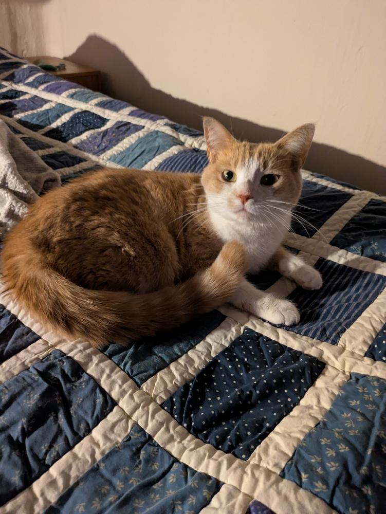 Enlarge Gordita, a Adoptable Domestic Short Hair in Ferndale, MI image 1/5