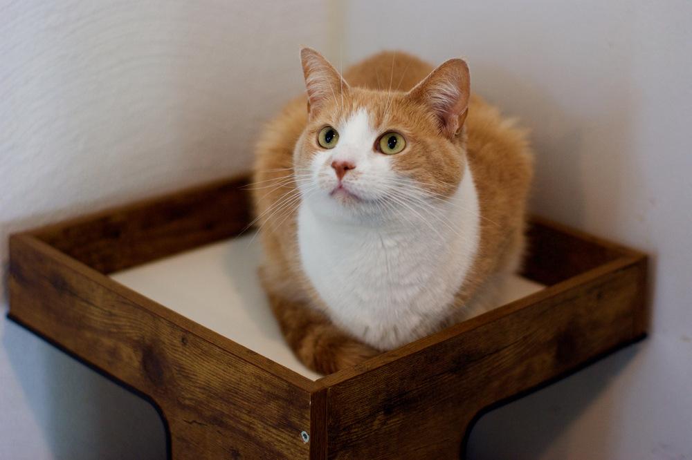Enlarge Gordita, a Adoptable Domestic Short Hair in Ferndale, MI image 5/5