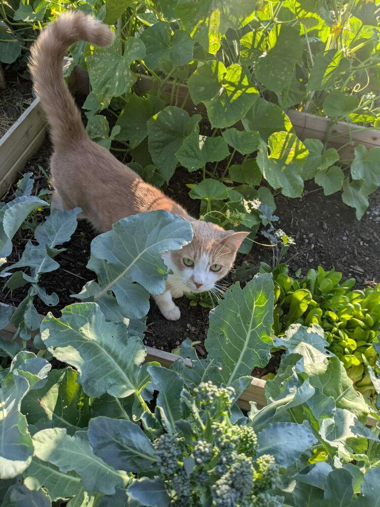 Enlarge Gordita, a Adoptable Domestic Short Hair in Ferndale, MI image 2/5