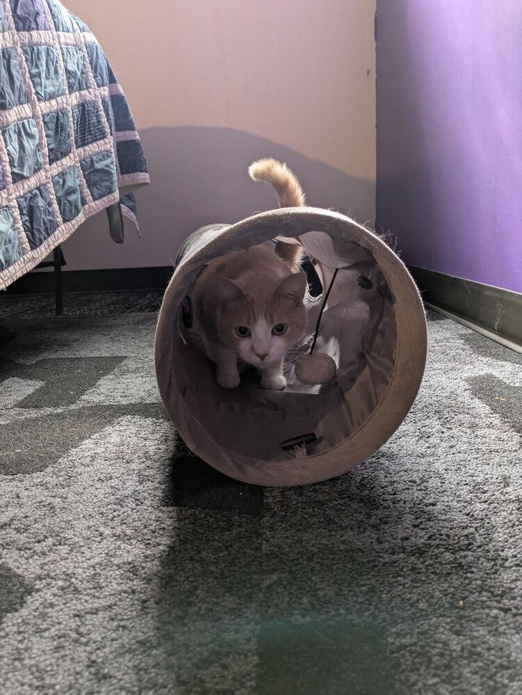 Enlarge Gordita, a Adoptable Domestic Short Hair in Ferndale, MI image 4/5