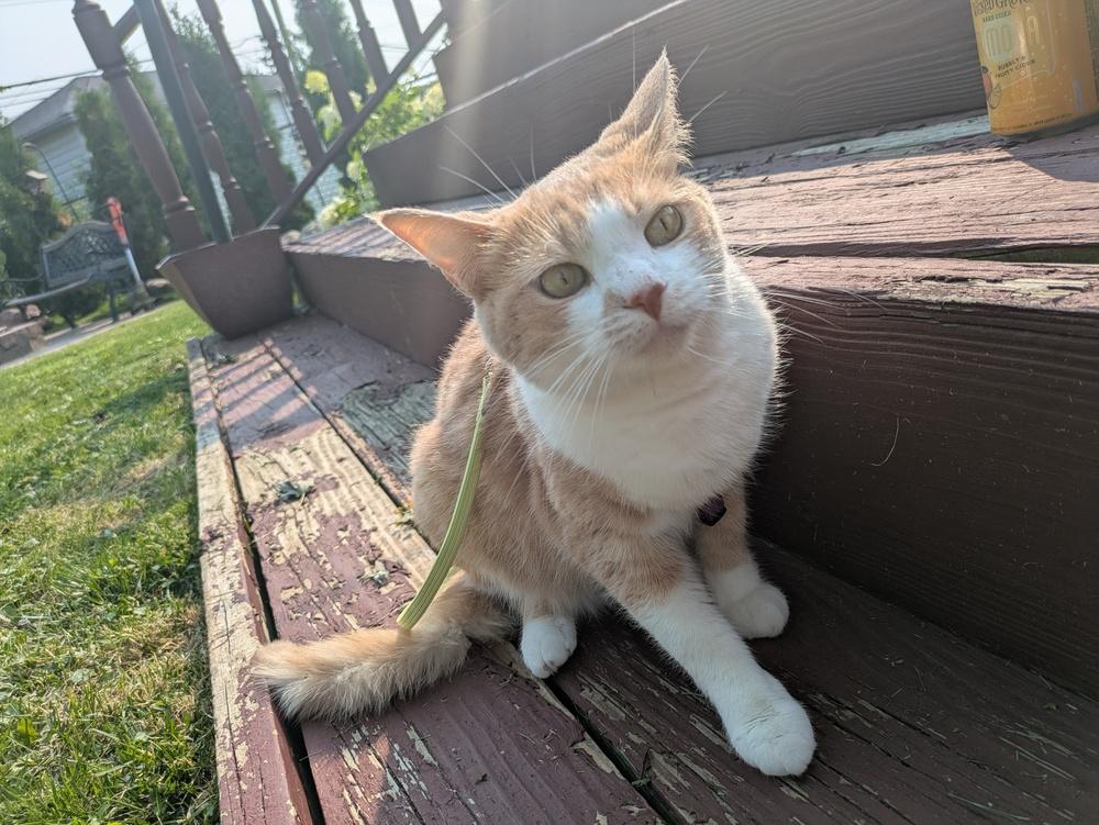 Enlarge Gordita, a Adoptable Domestic Short Hair in Ferndale, MI image 5/5