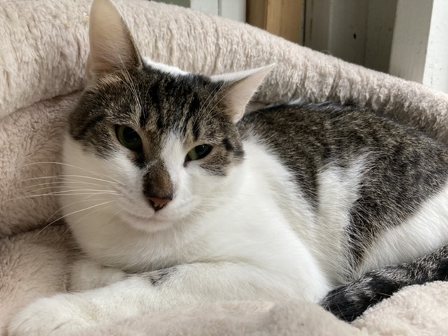 Oscar, Adoptable, Adult Male Domestic Short Hair.