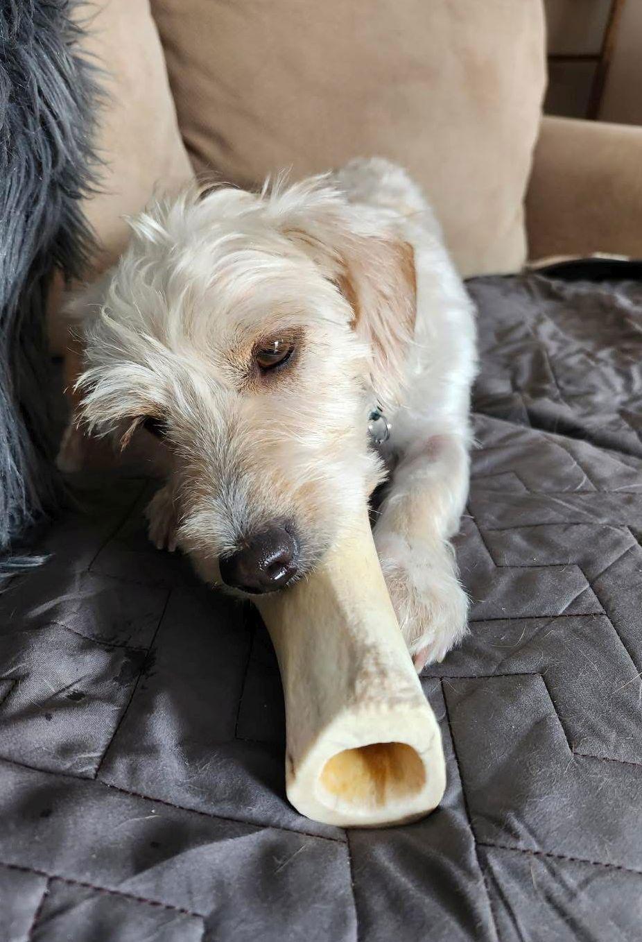 Enlarge Shumi 4420, a Adopted mixed breed in Pickering, ON image 1/3