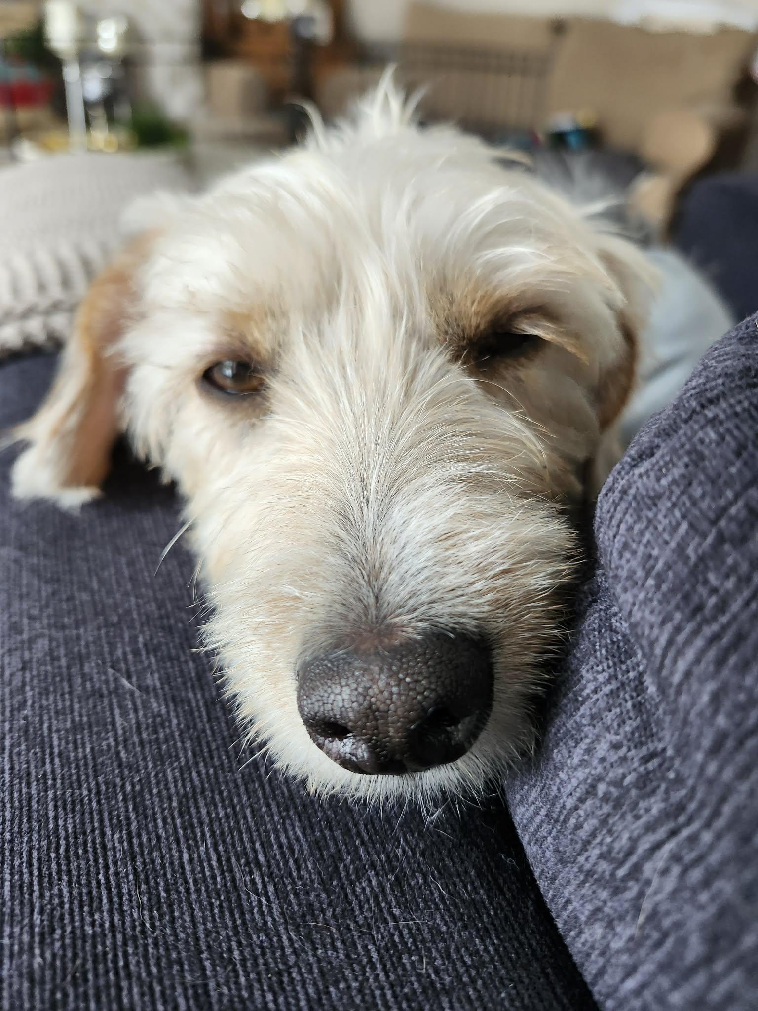 Enlarge Shumi 4420, a Adopted mixed breed in Pickering, ON image 2/3