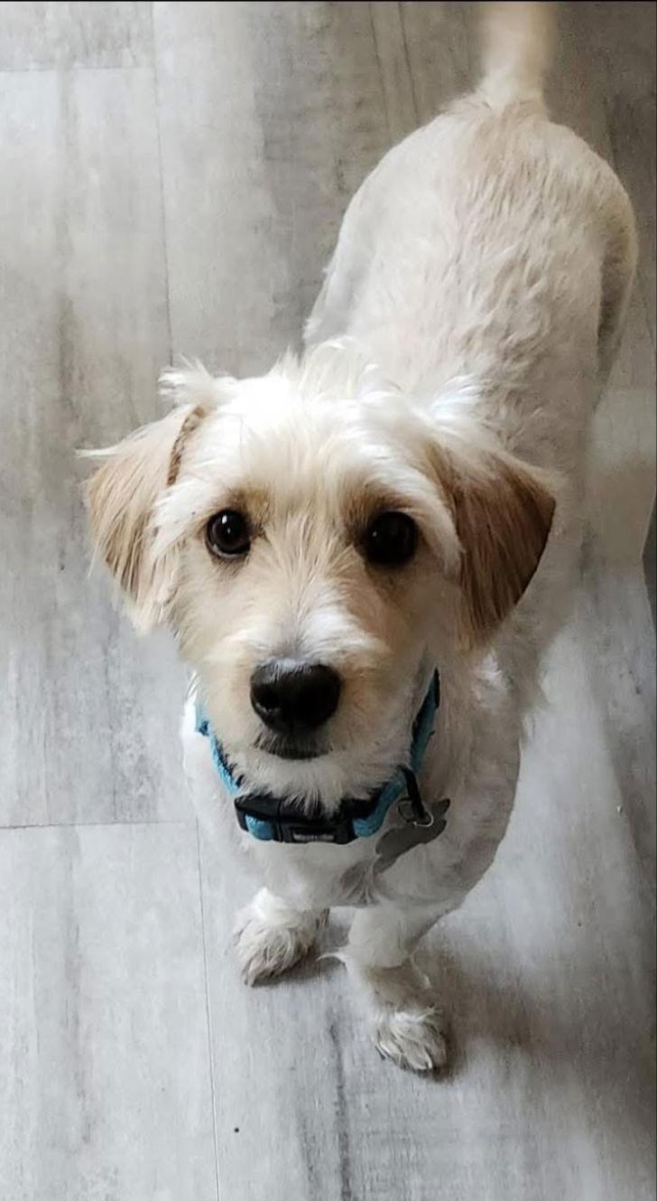 Enlarge Shumi 4420, a Adopted mixed breed in Pickering, ON image 3/3