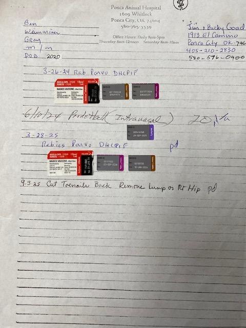 Ben, Adoptable, Adult Male Weimaraner.