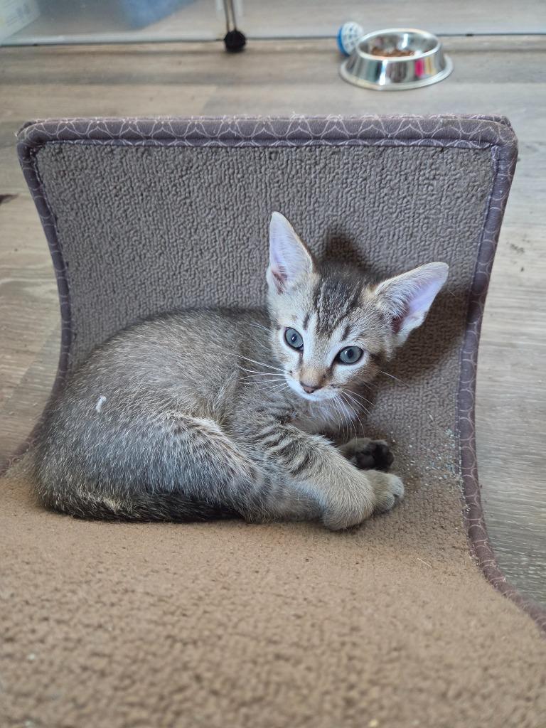 Lagertha, Adoptable, Kitten Female Domestic Short Hair.