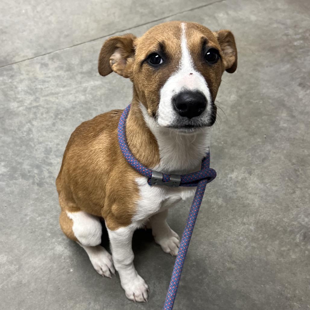 Enlarge Apple, a Adoptable Mixed Breed in Manhattan, KS image 1/1