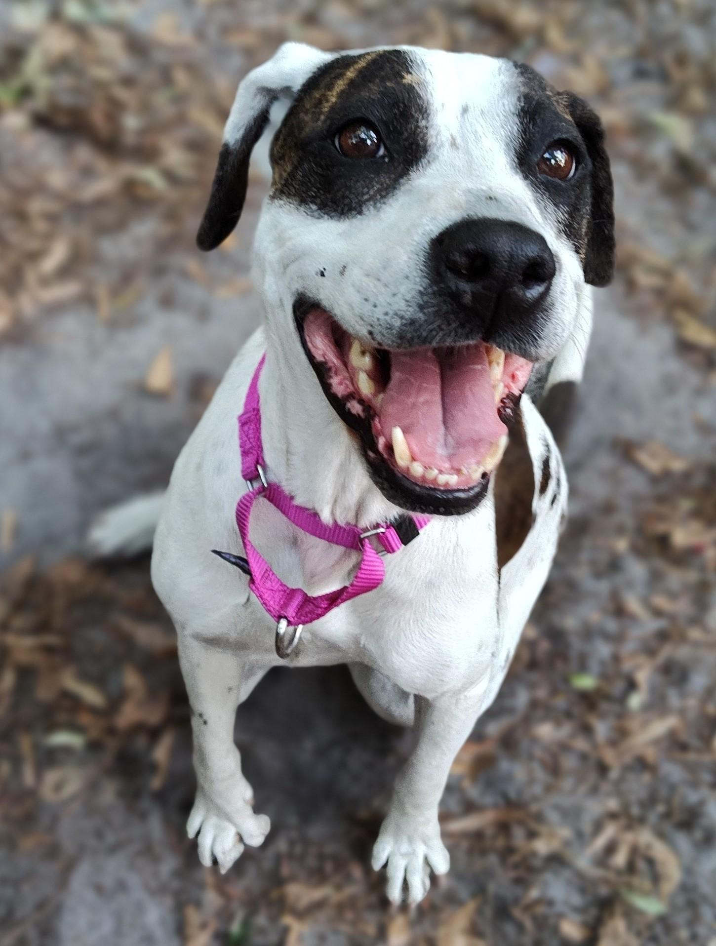 Enlarge Luna, a Adoptable mixed breed in Savannah, GA image 3/5