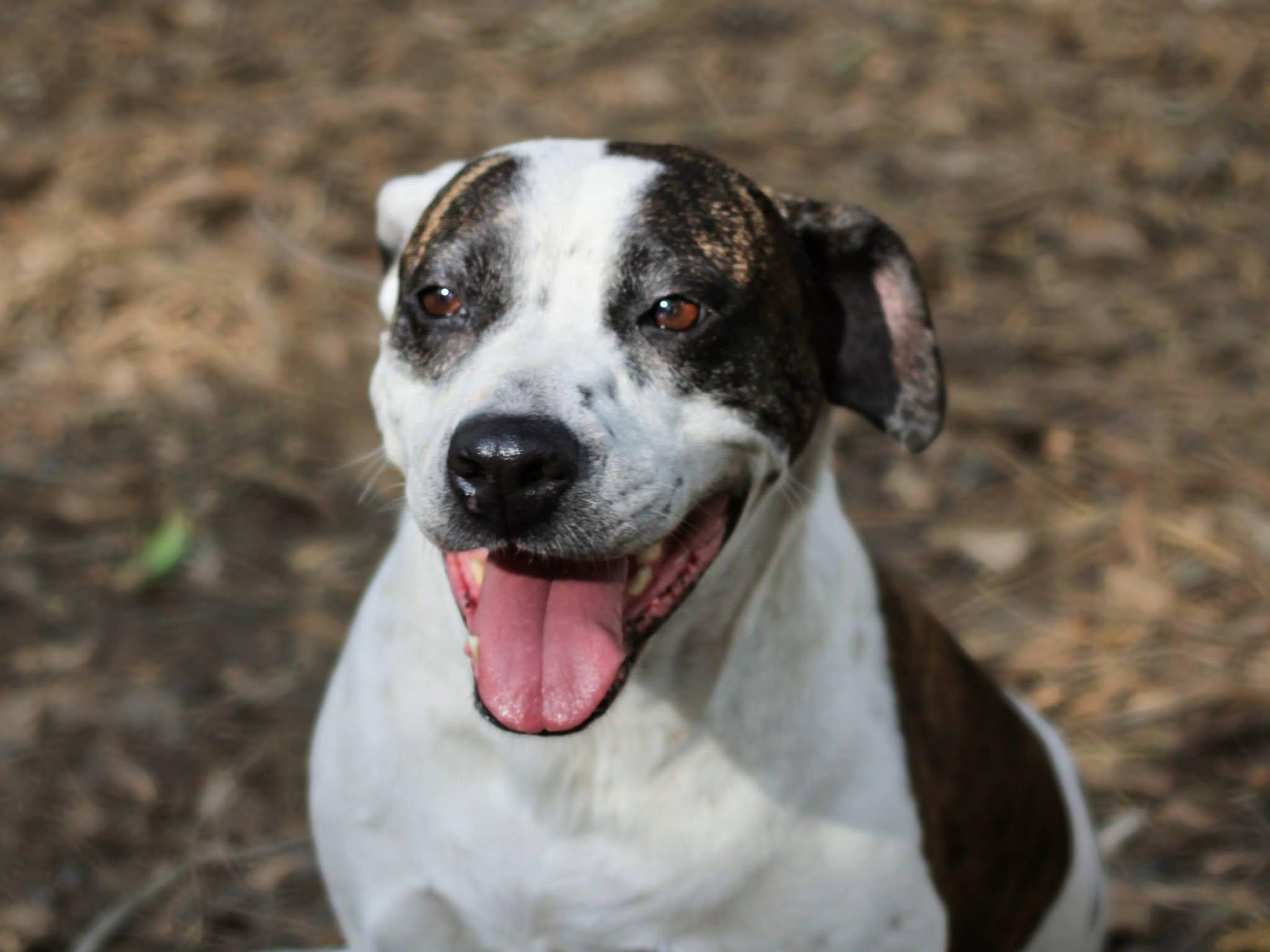 Enlarge Luna, a Adoptable mixed breed in Savannah, GA image 4/5