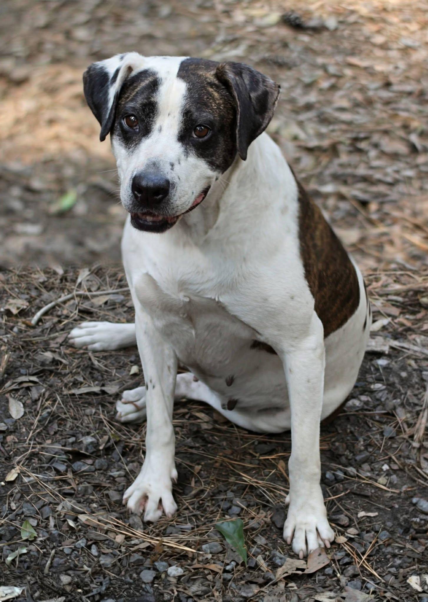 Enlarge Luna, a Adoptable mixed breed in Savannah, GA image 5/5