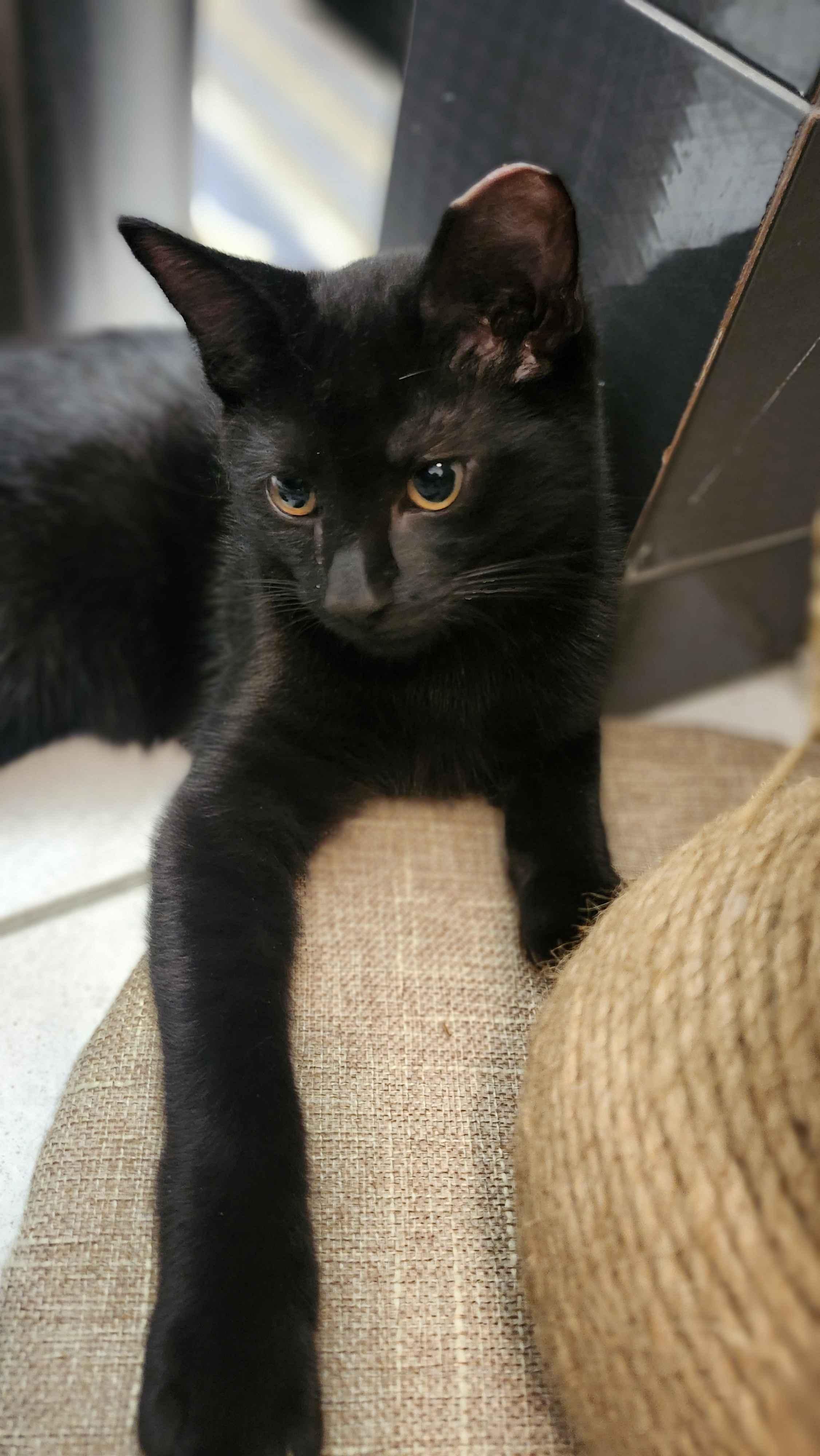 Tony, an adopted American Shorthair in North Bergen, NJ image 2/5