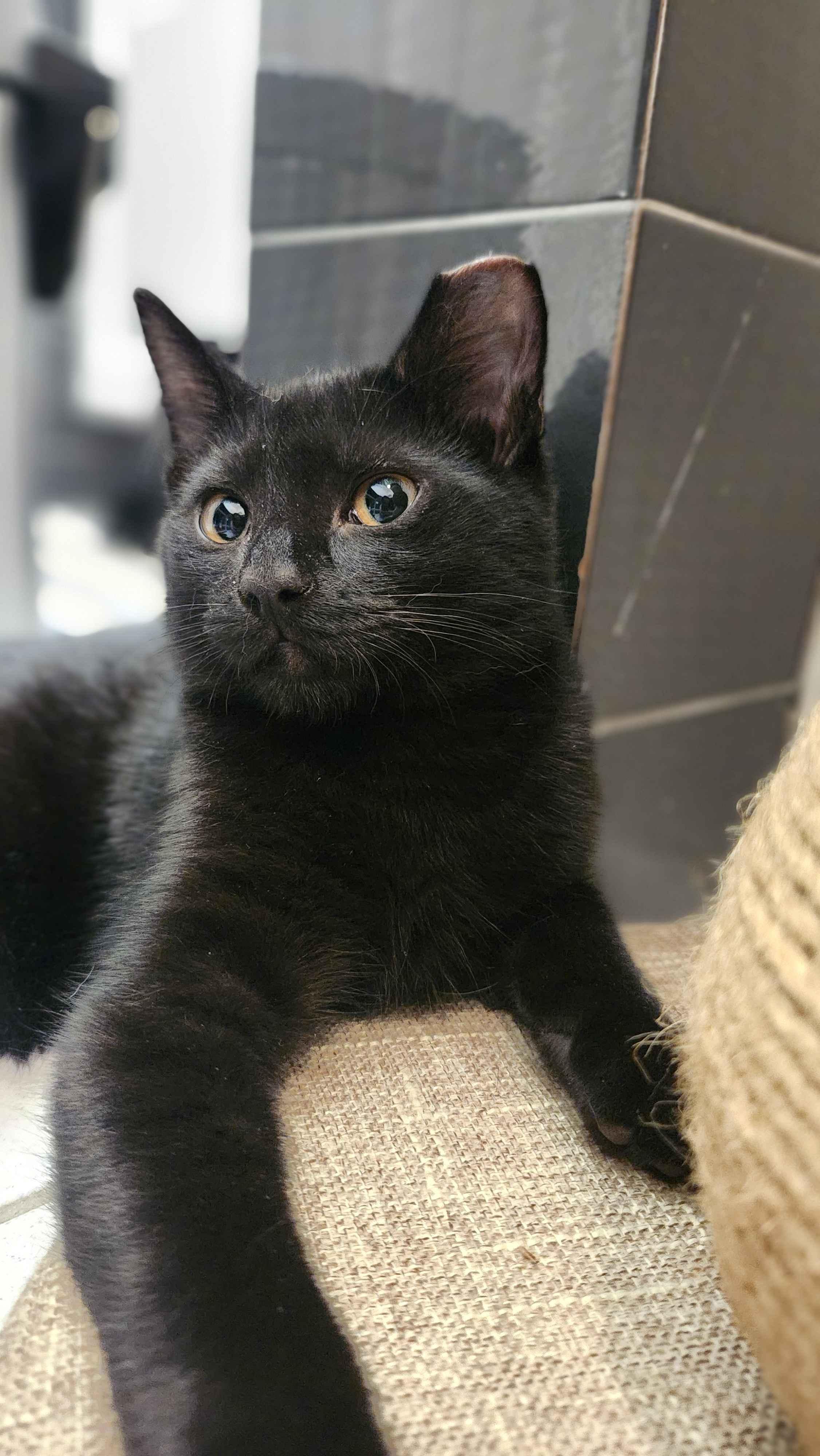 Tony, an adopted American Shorthair in North Bergen, NJ image 1/5