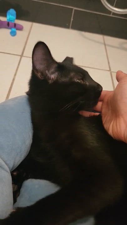 Enlarge Tony, an adopted American Shorthair in North Bergen, NJ video 5/5