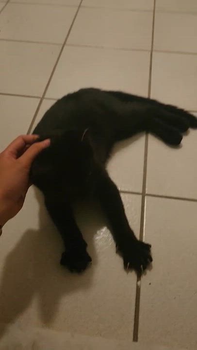 Enlarge Tony, an adopted American Shorthair in North Bergen, NJ video 4/5