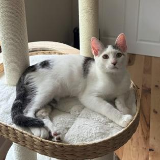 Enlarge Wren, a Adoptable Domestic Short Hair in Washougal, WA image 1/5