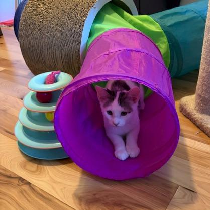 Enlarge Wren, a Adoptable Domestic Short Hair in Washougal, WA image 2/5