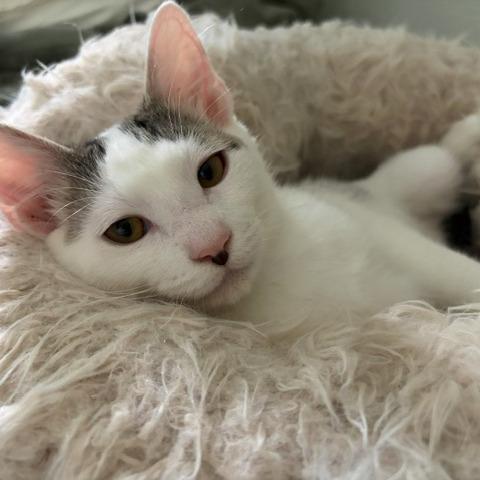 Enlarge Wren, a Adoptable Domestic Short Hair in Washougal, WA image 3/5