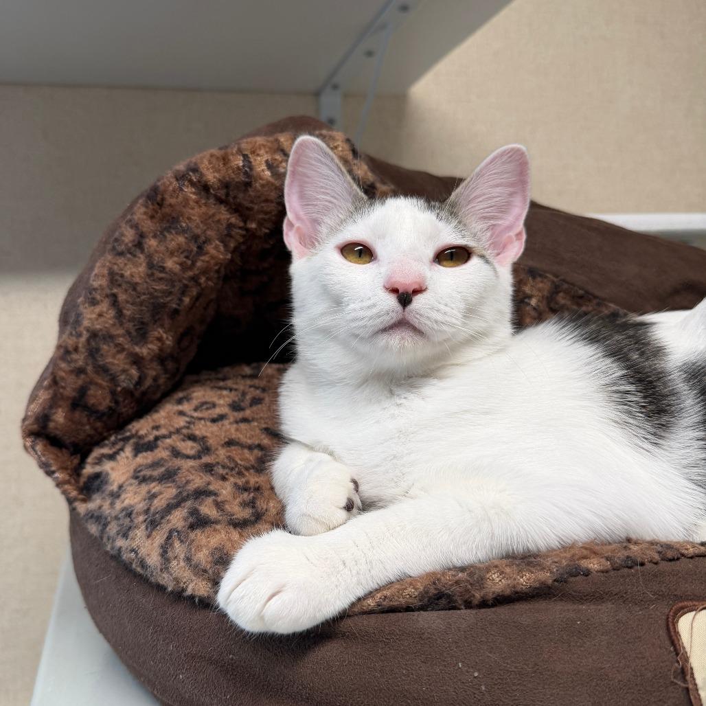 Enlarge Wren, a Adoptable Domestic Short Hair in Washougal, WA image 4/6