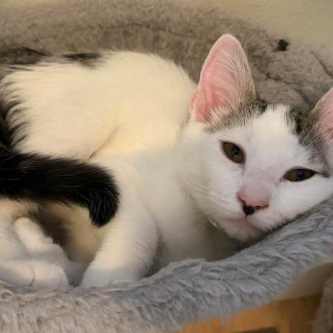 Enlarge Wren, a Adoptable Domestic Short Hair in Washougal, WA image 5/5