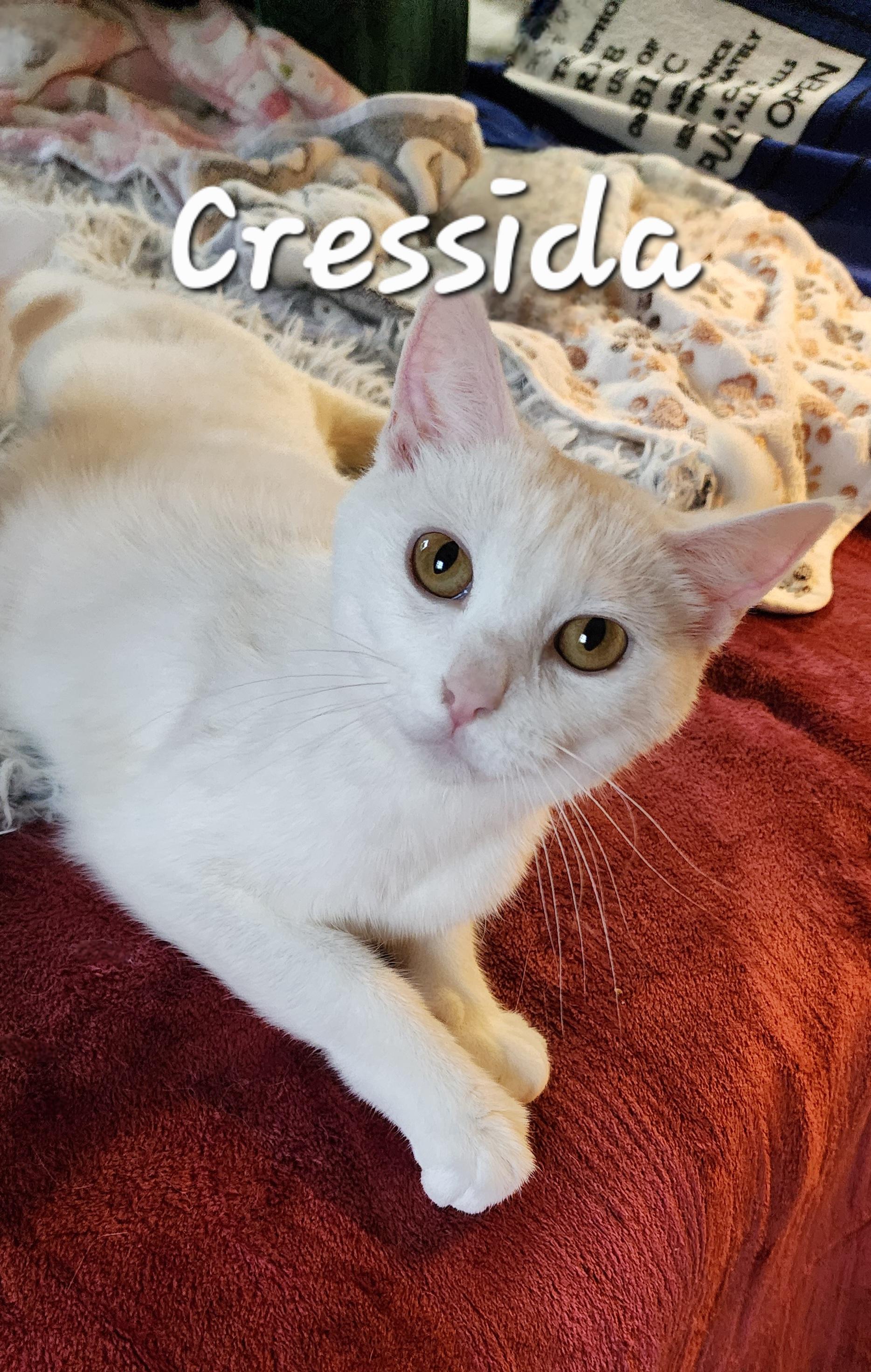 Cressida