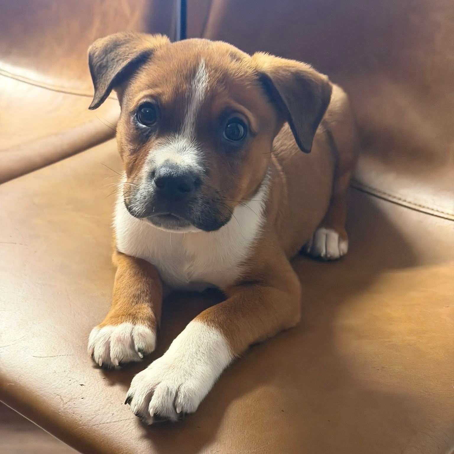 Enlarge Potter, an adopted mixed breed in Rock Hill, SC image 1/5