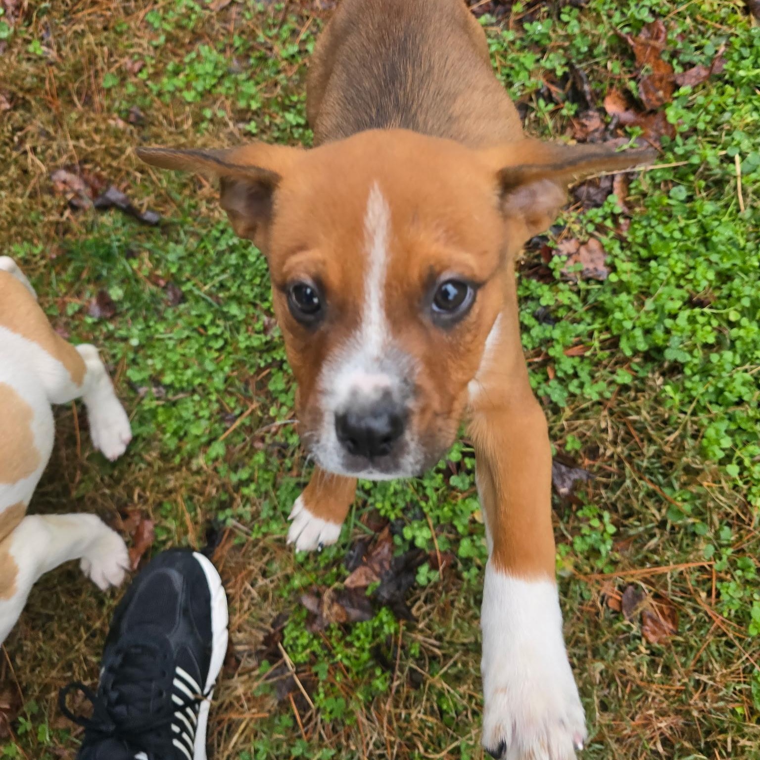 Potter, ADOPTABLE, Puppy Male Pit Bull Terrier & Mixed Breed.
